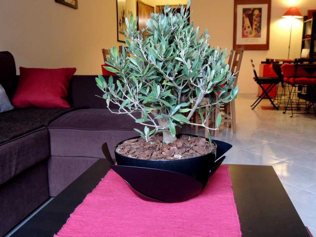 B&B Il Rosso E Il Nero Zafferana Etnea Ngoại thất bức ảnh